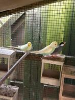 Jonge grasparkieten popjes te koop, Dieren en Toebehoren, Vogels | Parkieten en Papegaaien, Vrouwelijk, Parkiet, Tam
