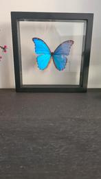 Opgezette vlinder in glas, Verzamelen, Dierenverzamelingen, Ophalen, Zo goed als nieuw, Insect, Opgezet dier