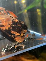L181 peppermint pleco jonkies, Dieren en Toebehoren, Vis