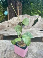 Hoya Kerrii Splash plant, Tuin en Terras, Planten | Tuinplanten, Ophalen of Verzenden, Overige soorten, Volle zon
