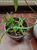 Aloë Vera plant, Huis en Inrichting, Ophalen, Halfschaduw