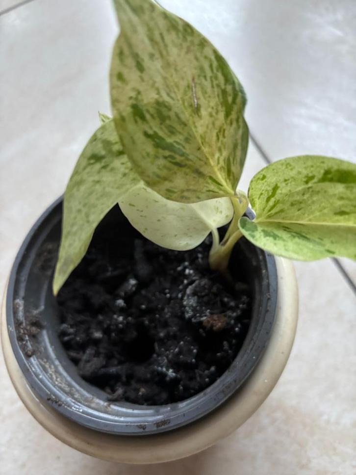 Stekje Scindapsus Aureus in een pot/kamerplant, Huis en Inrichting, Kamerplanten, Minder dan 100 cm, Halfschaduw, In pot, Ophalen