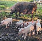 Biggen, Dieren en Toebehoren, Meerdere dieren, Varken, 0 tot 2 jaar
