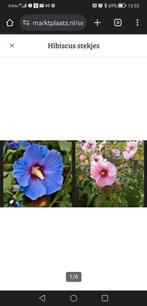 Hibiscus stekjes, Tuin en Terras, Planten | Tuinplanten, Zomer, Ophalen of Verzenden, Overige soorten, Volle zon