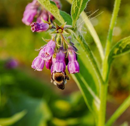 smeerwortel zaden, Tuin en Terras, Bloembollen en Zaden, Zaad, Verzenden