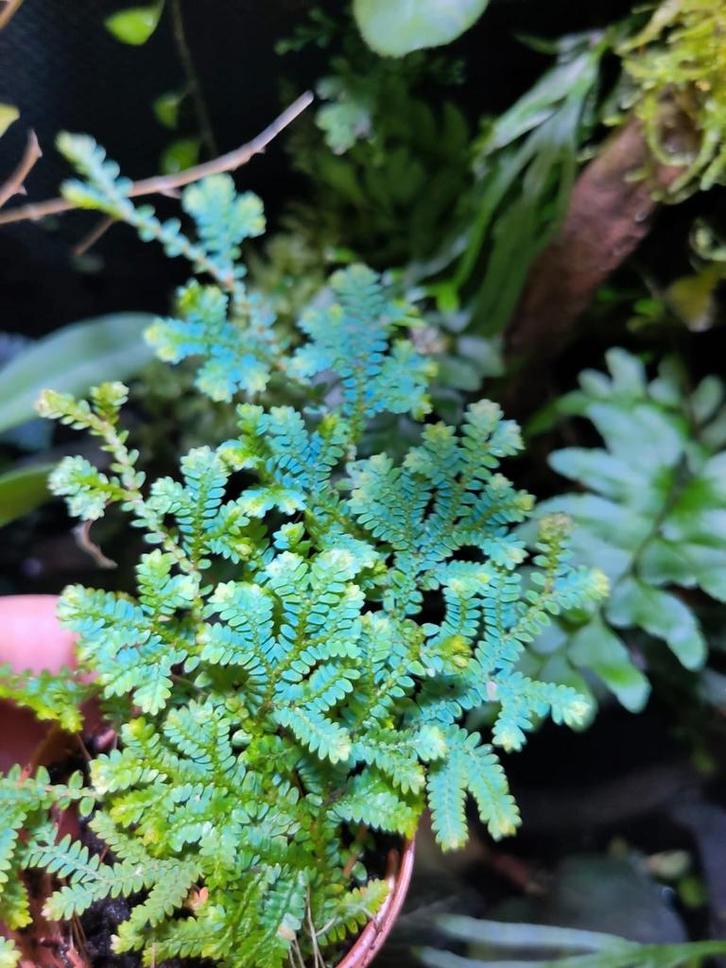 Selaginella uncinata pauwmos plant terrarium stek, Huis en Inrichting, Kamerplanten, Overige soorten, Minder dan 100 cm, Groene kamerplant