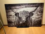 Glasschilderij Schotse Hooglander (150/100 cm), Huis en Inrichting, Ophalen, 125 cm of meer, Zo goed als nieuw, Schilderij
