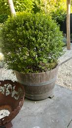 Twee buxus bollen in half wijnvat., Tuin en Terras, Planten | Bomen, Bloeit niet, Halfschaduw, 100 tot 250 cm, Ophalen