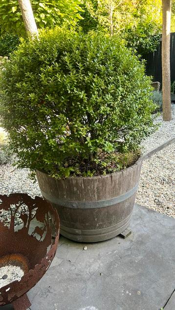 Twee buxus bollen in half wijnvat. beschikbaar voor biedingen