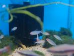 Diamant roodkop zalm, Dieren en Toebehoren, Vis, Zoetwatervis, Schoolvis