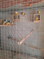 2   koppels  goulds  amadines  en  4   jonge kanaries, Dieren en Toebehoren, Vogels | Kanaries, Meerdere dieren, Kleurkanarie