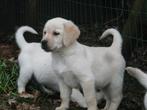 Golden Retriever x Labrador pups, Golden retriever, Nederland, CDV (hondenziekte), 8 tot 15 weken