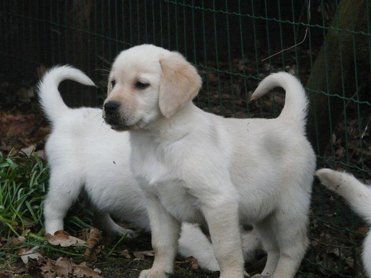 Golden Retriever x Labrador pups, Dieren en Toebehoren, Honden | Retrievers, Spaniëls en Waterhonden, Meerdere dieren, Golden retriever