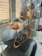3 opgezette piranha’s in antieke stolp, Ophalen