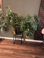 Monstera groot, Huis en Inrichting, Kamerplanten, Ophalen, Halfschaduw, In pot, Minder dan 100 cm