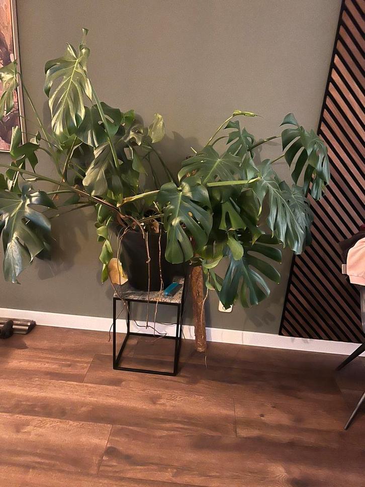 Monstera groot, Huis en Inrichting, Kamerplanten, Minder dan 100 cm, Groene kamerplant, Halfschaduw, In pot, Ophalen