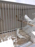 agaat opaal geel mozaïek kanarie koppel & losse poppen., Dieren en Toebehoren, Vogels | Kanaries, Meerdere dieren, Kleurkanarie
