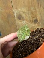 Alocasia amazonica pink roze mint variegata plant, Huis en Inrichting, Ophalen of Verzenden, Halfschaduw, Minder dan 100 cm