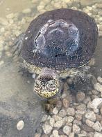 Europese moerasschildpadden (emys orbicularis) gezocht!, Schildpad