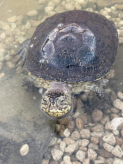 Europese moerasschildpadden (emys orbicularis) gezocht!, Dieren en Toebehoren, Reptielen en Amfibieën, Schildpad