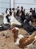 21 syrische duiven, Dieren en Toebehoren, Vogels | Duiven, Meerdere dieren, Overige soorten