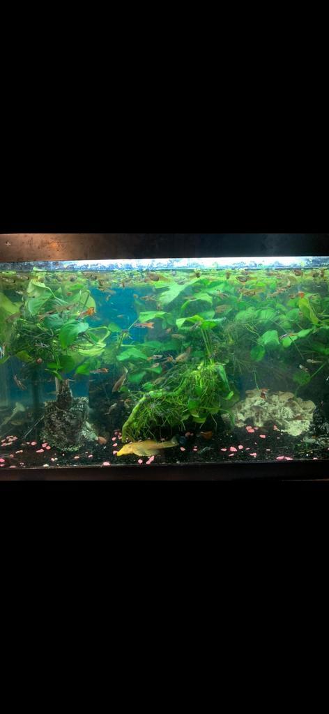 Guppen, gratis op te halen (zonder aquarium!), Dieren en Toebehoren, Vissen | Aquariumvissen, Vis