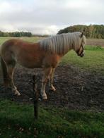 Haflinger, Dieren en Toebehoren, Pony's, Dressuurpony, 0 tot 2 jaar, Onbeleerd, Gechipt