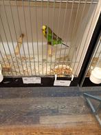 Koppel tt waardig grasparkieten wildkleur zuiver, Dieren en Toebehoren, Vogels | Parkieten en Papegaaien, Meerdere dieren, Parkiet