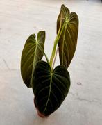 Philodendron Melanochrysum, Huis en Inrichting, Kamerplanten, Overige soorten, In pot, Minder dan 100 cm, Groene kamerplant