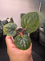 Anthurium luxurians, Huis en Inrichting, Ophalen of Verzenden, Overige soorten, Minder dan 100 cm