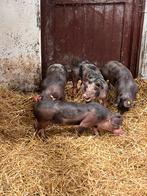 Te koop, 2 pietrain borgjes, Dieren en Toebehoren, Mannelijk, Varken, 0 tot 2 jaar