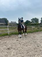 Prachtige lieve kwpn merrie, Dieren en Toebehoren, Paarden, Merrie, Gechipt, Zadelmak, 3 tot 6 jaar