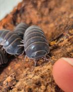 Armadillo officinalis isopods, Dieren en Toebehoren