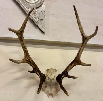 Hertengewei / hert / edelhert gewei - mancave beschikbaar voor biedingen