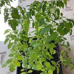Black cherry tomatenplanten, Ophalen, Volle zon, Groenteplanten, Eenjarig