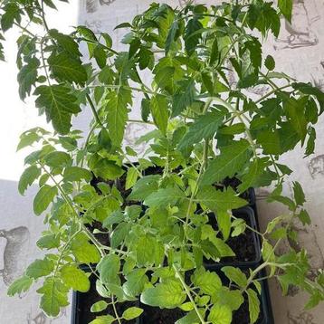 Black cherry tomatenplanten beschikbaar voor biedingen
