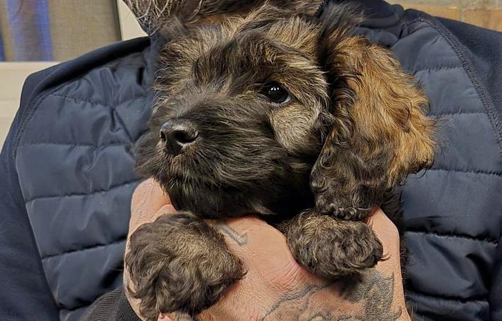 Huiskamernest cockapoo pups nog 1 reu beschikbaar, Dieren en Toebehoren, Honden | Retrievers, Spaniëls en Waterhonden, Reu, Overige rassen