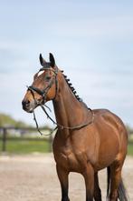 Super eerlijk paard, Dieren en Toebehoren, Paarden, Recreatiepaard, Gechipt, 11 jaar of ouder, Ruin