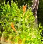 🦐Jonge Neocaridina Garnalen rood  🍒“ Red Cherry ” ZIE FOTO, Dieren en Toebehoren, Vissen | Aquariumvissen, Kreeft, Krab of Garnaal