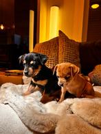 Chihuahua Jack Russel pups, Dieren en Toebehoren, 8 tot 15 weken, Meerdere, Meerdere dieren, Chihuahua