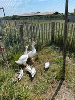 2 jonge witte ganzen, Dieren en Toebehoren, Pluimvee, Meerdere dieren, Gans of Zwaan