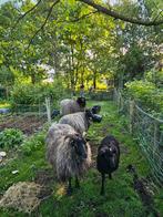 Heidschnucke ooilammeren, Dieren en Toebehoren, Schapen, Geiten en Varkens, Vrouwelijk, Schaap, 0 tot 2 jaar