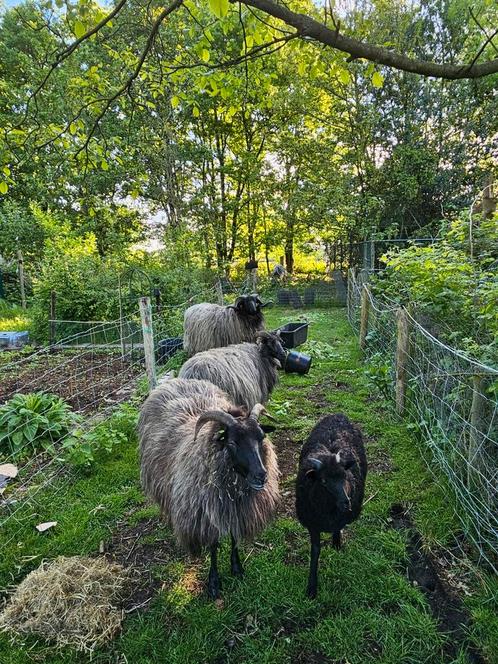 Heidschnucke ooilammeren, Dieren en Toebehoren, Schapen, Geiten en Varkens, Schaap, Vrouwelijk, 0 tot 2 jaar