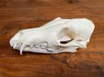 Schedel Vos Taxidermy natuur kado gothic leuk opgezette cool, Ophalen of Verzenden, Zo goed als nieuw, Wild dier, Schedel