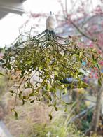 Maretak mistletoe met wollen lint vers kerst oud en nieuw, Diversen, Kerst, Ophalen of Verzenden, Nieuw