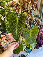 Philodendron splendid, Huis en Inrichting, Kamerplanten, Ophalen, Halfschaduw, Minder dan 100 cm