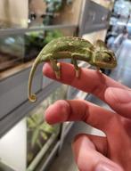 Jemenkameleon, 0 tot 2 jaar