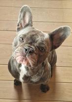 Franse bulldog zoekt gouden mandje, Rabiës (hondsdolheid), Reu, 1 tot 2 jaar, Bulldog
