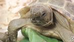 Landschildpad eigen nakweek Viertenen Agrionemys Horsfieldi, Dieren en Toebehoren, Schildpad, Tam, 0 tot 2 jaar