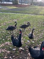 Zwarte zwanen te koop, Dieren en Toebehoren, Meerdere dieren, Gans of Zwaan